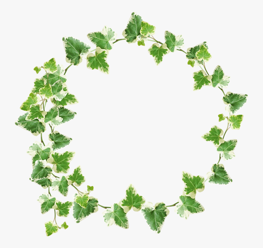 Ivy Clipart, Transparent Clipart