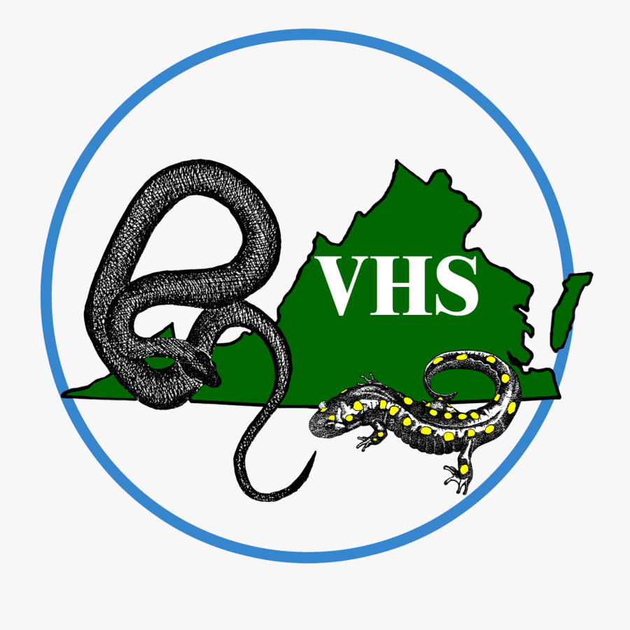 Grass Snake, Transparent Clipart