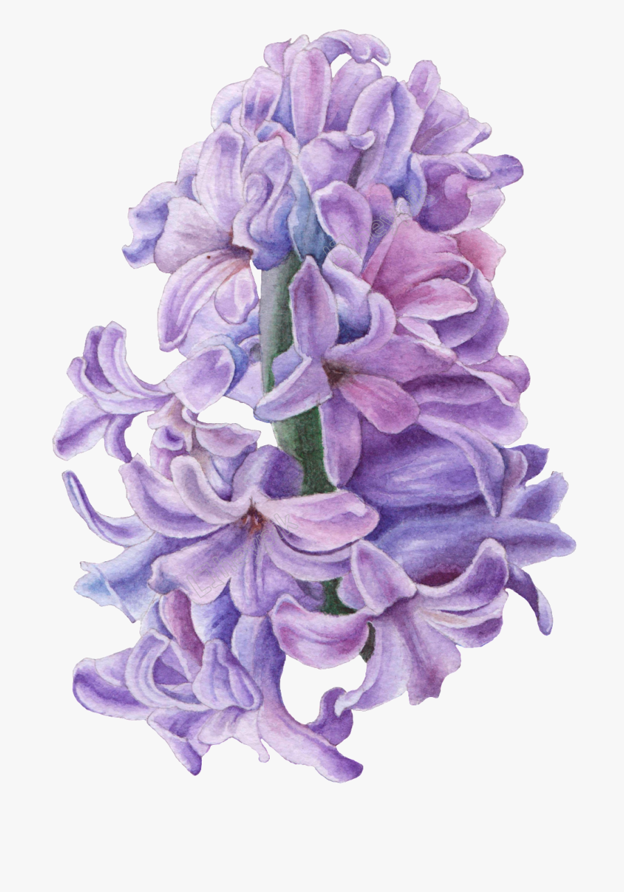 Drawn Lavender Transparent - Hyacinth Flower Purple Hyacinth Drawing, Transparent Clipart