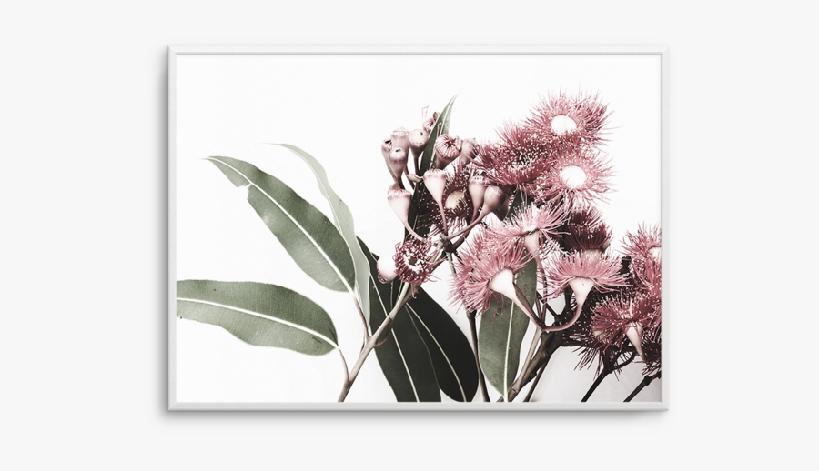 Blossom Drawing Eucalyptus - Flowering Eucalyptus Print, Transparent Clipart