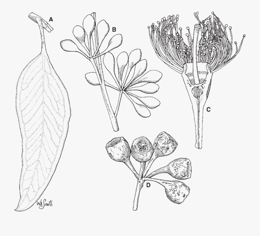 Blossom Drawing Eucalyptus - Eucalyptus Sideroxylon Drawings, Transparent Clipart