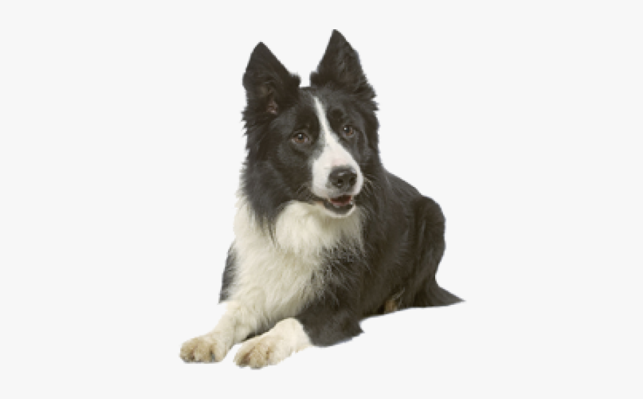 Border Collie Transparent, Transparent Clipart