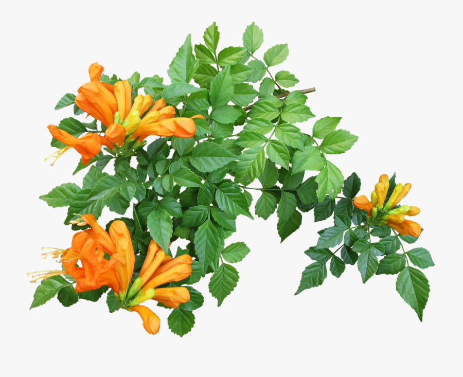 Flower Creeper Plant - Flower Creeper Plant Png, Transparent Clipart