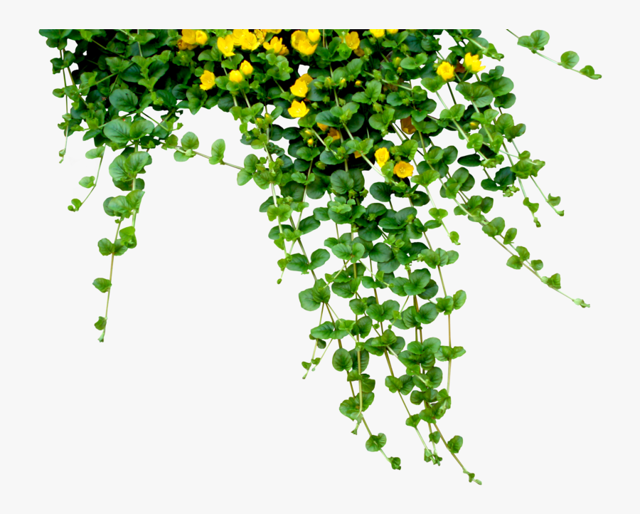 #plant #tree #nature #hanging Plant #creeper #creepers - Did You Know Real Estate Facts, Transparent Clipart