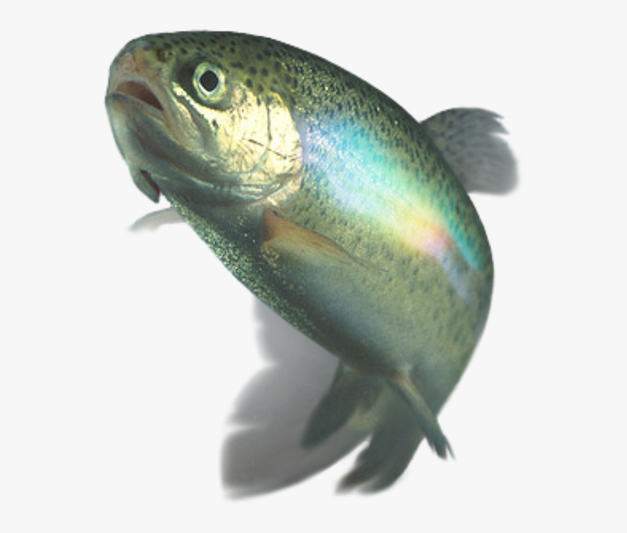 Transparent Rainbow Trout Png - Whack You Ve Been Whacked By A Wet Trout, Transparent Clipart