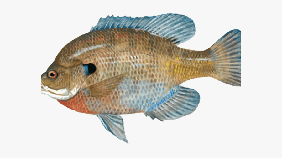Bluegill Freshwater Fish, Transparent Clipart