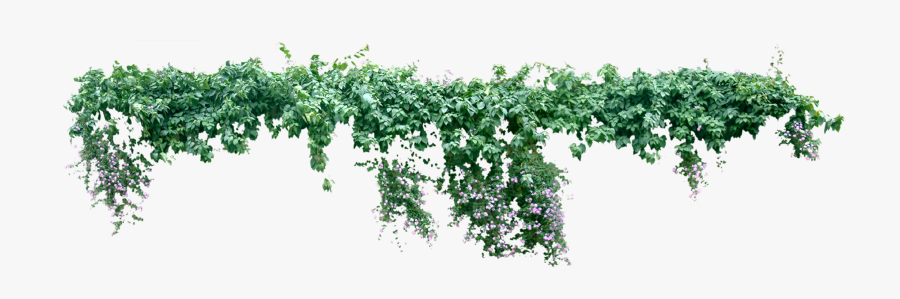 Vine Plant Liana Tree - Creeper Plant Png, Transparent Clipart