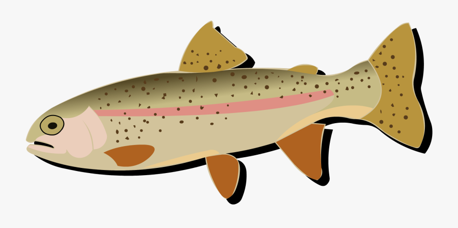 Salmon Cutthroat Trout Rainbow Trout Fish - Rainbow Trout, Transparent Clipart