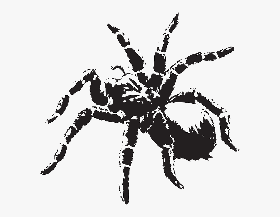 Tarantula Vector, Transparent Clipart