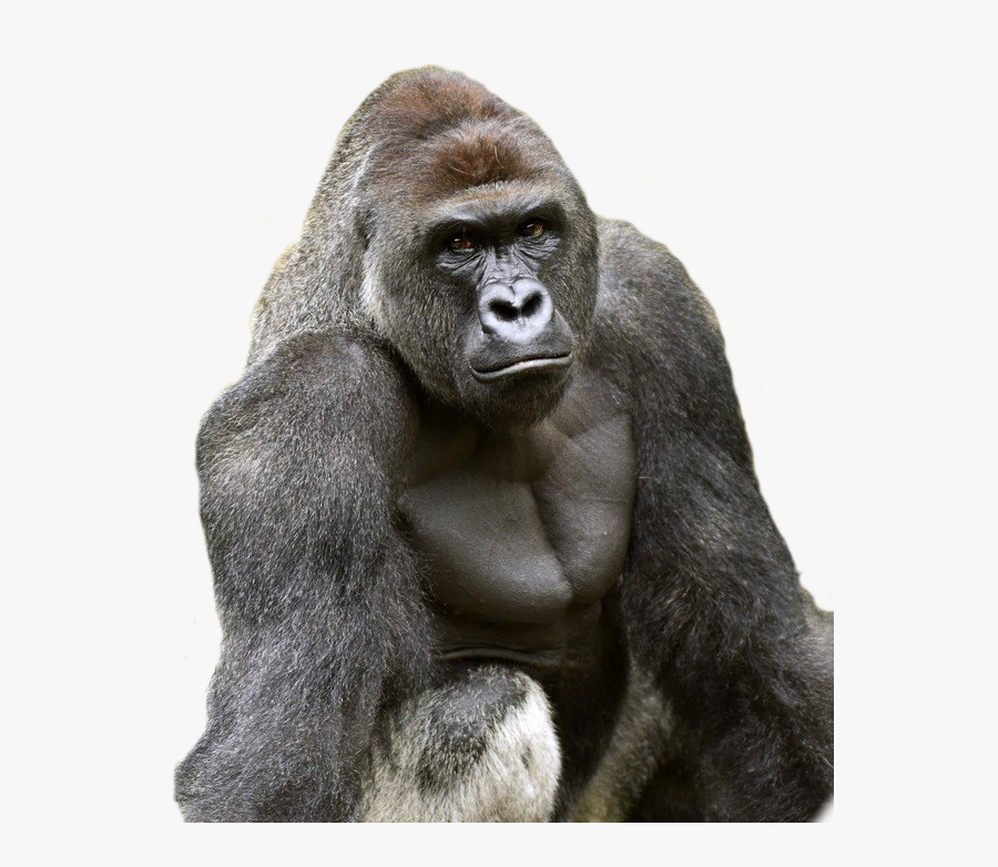Harambe Face Png - Gorilla Harambe , Free Transparent ...