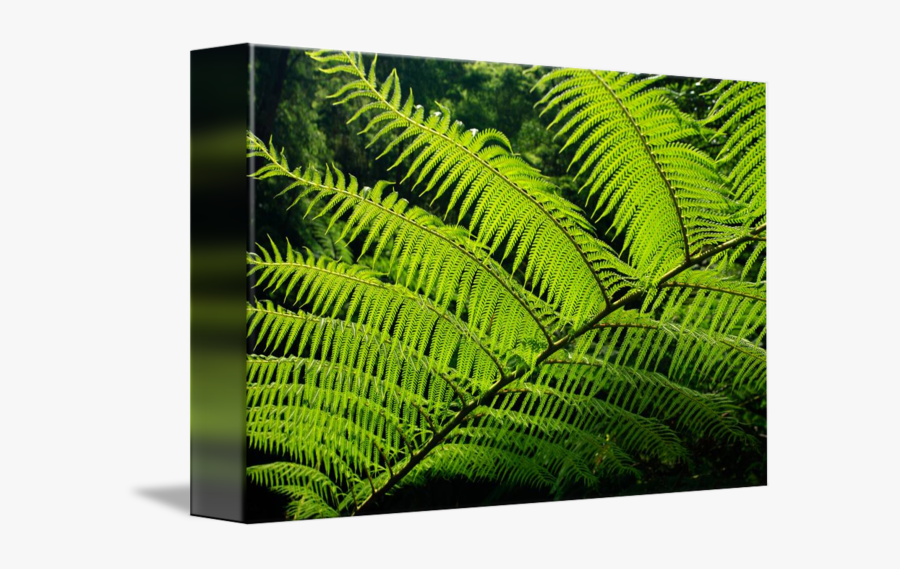Transparent Fern Rainforest Leaves - Australian Tree Fern Leaf, Transparent Clipart