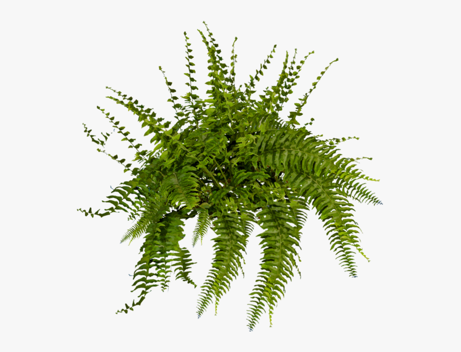 Transparent Fern Rainforest Leaves Fern Plant Png Free Transparent Clipart Clipartkey Transparent Fern Rainforest Leaves Fern Plant Png Free Transparent Clipart Clipartkey