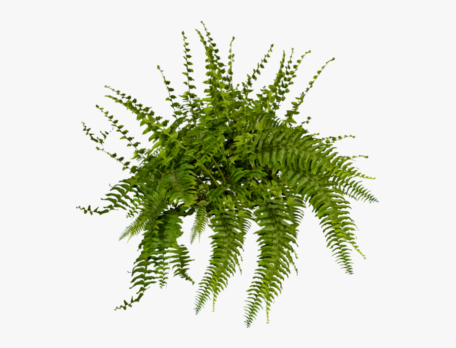 Transparent Fern Rainforest Leaves - Fern Plant Png, Transparent Clipart