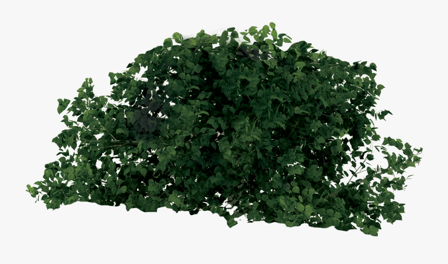 Clip Art Unique Preschool Infant Care - Png Transparent Rainforest Plant, Transparent Clipart