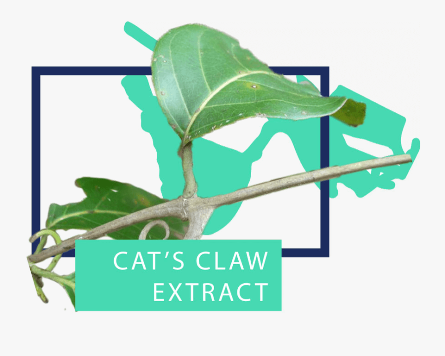 Twig, Transparent Clipart