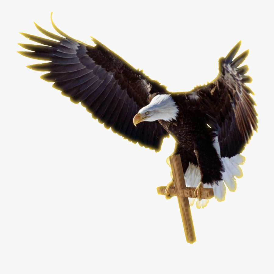 Bald Eagle Clip Art - Bald Eagle, Transparent Clipart