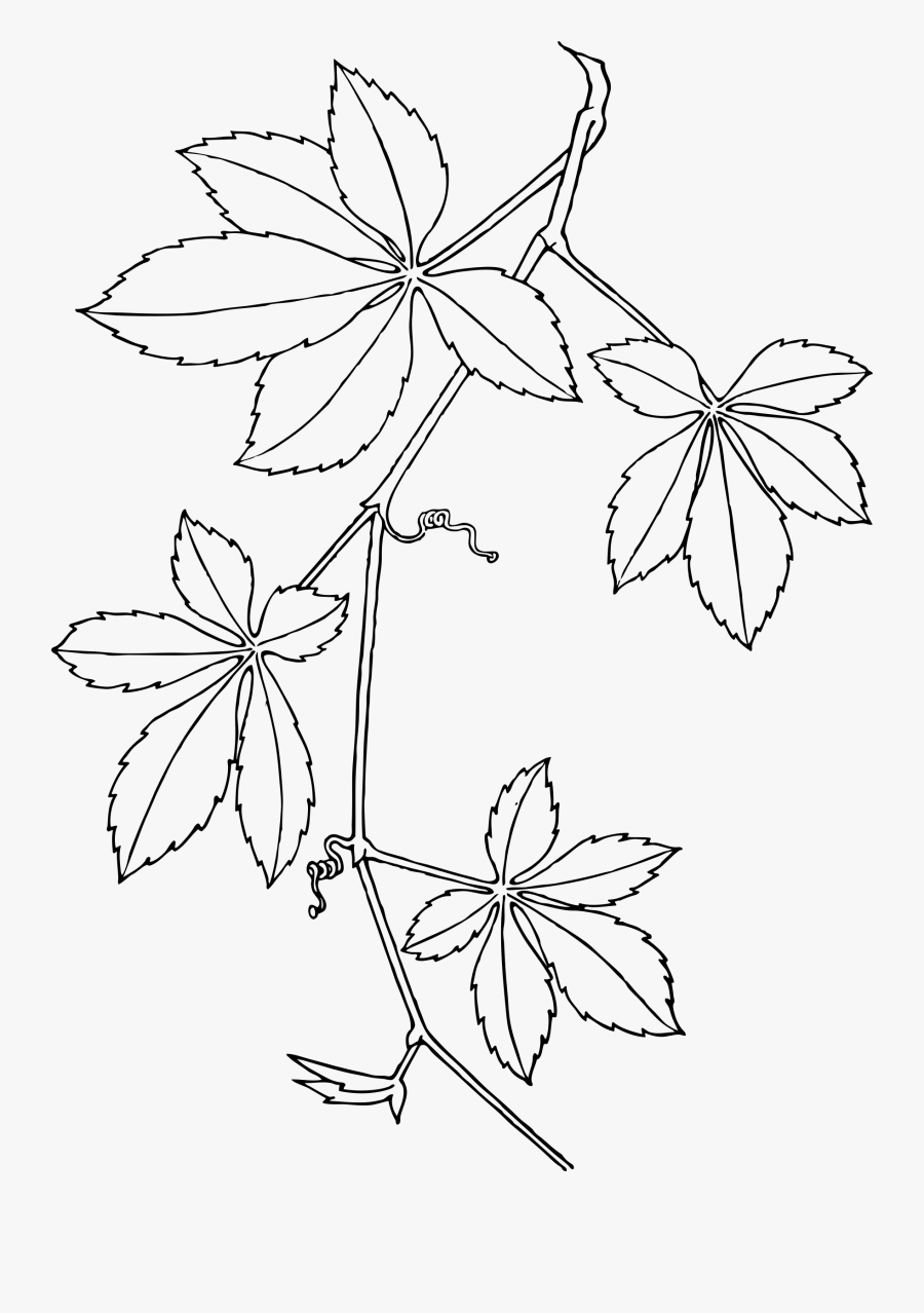 Virginia Creeper Clip Arts - Virginia Creeper, Transparent Clipart