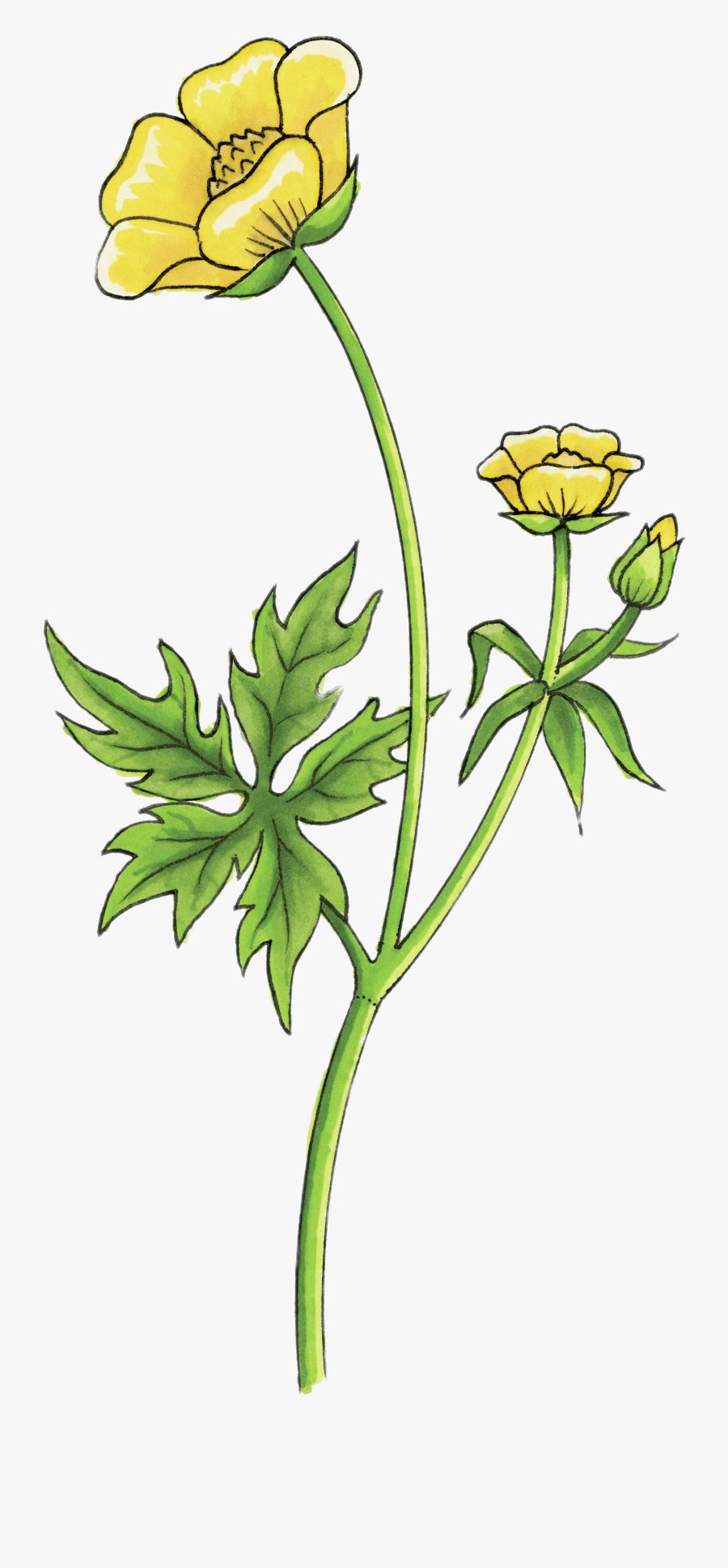 Buttercup Drawing - Buttercup Flower Drawing Transparent, Transparent Clipart