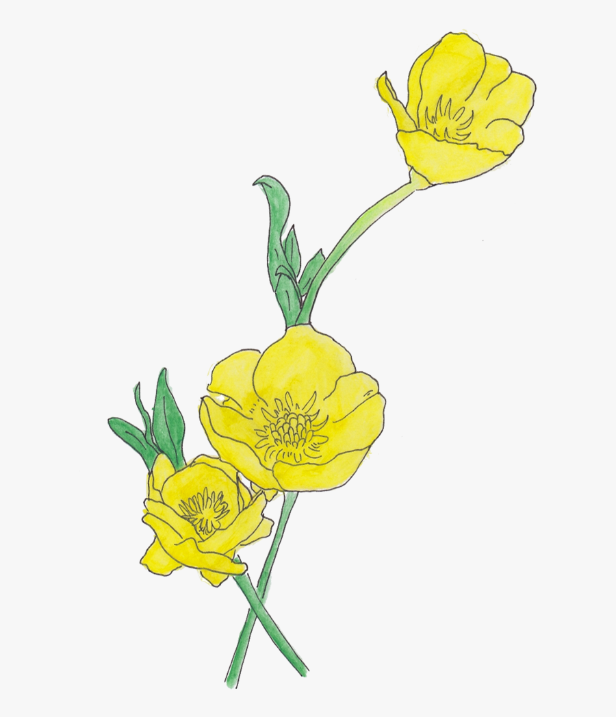 748 X 1069 4 - Clipart Buttercup Flower Drawing, Transparent Clipart