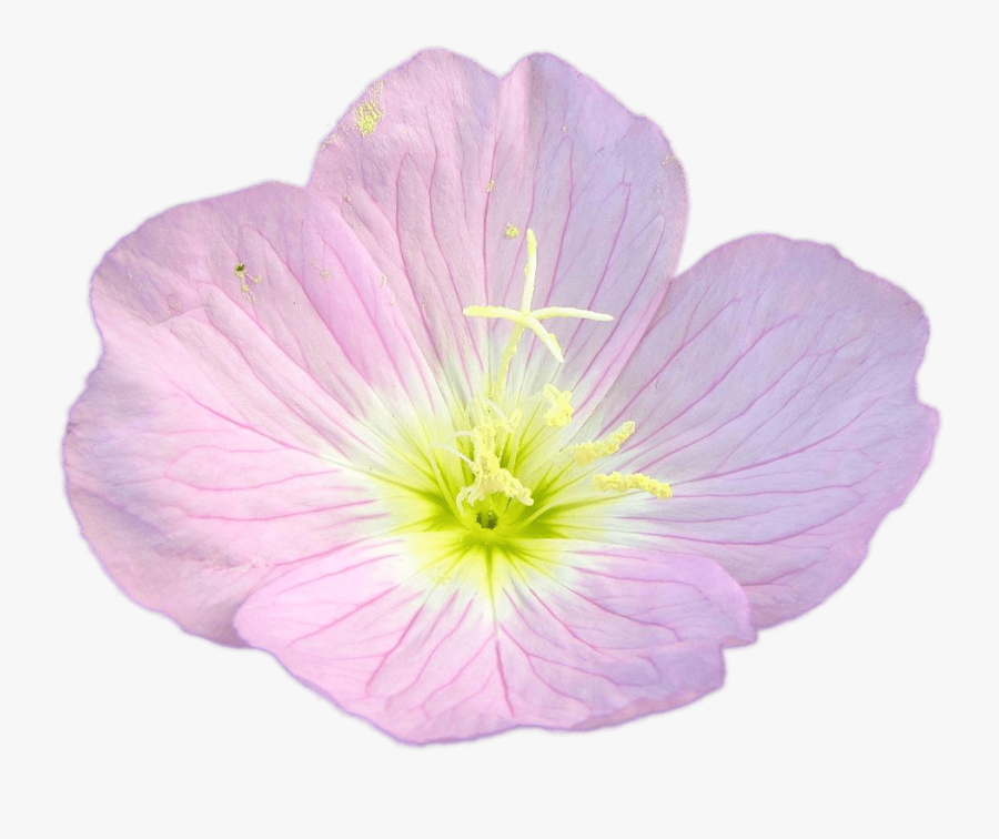 Pink Buttercup - Pink Buttercup Png, Transparent Clipart