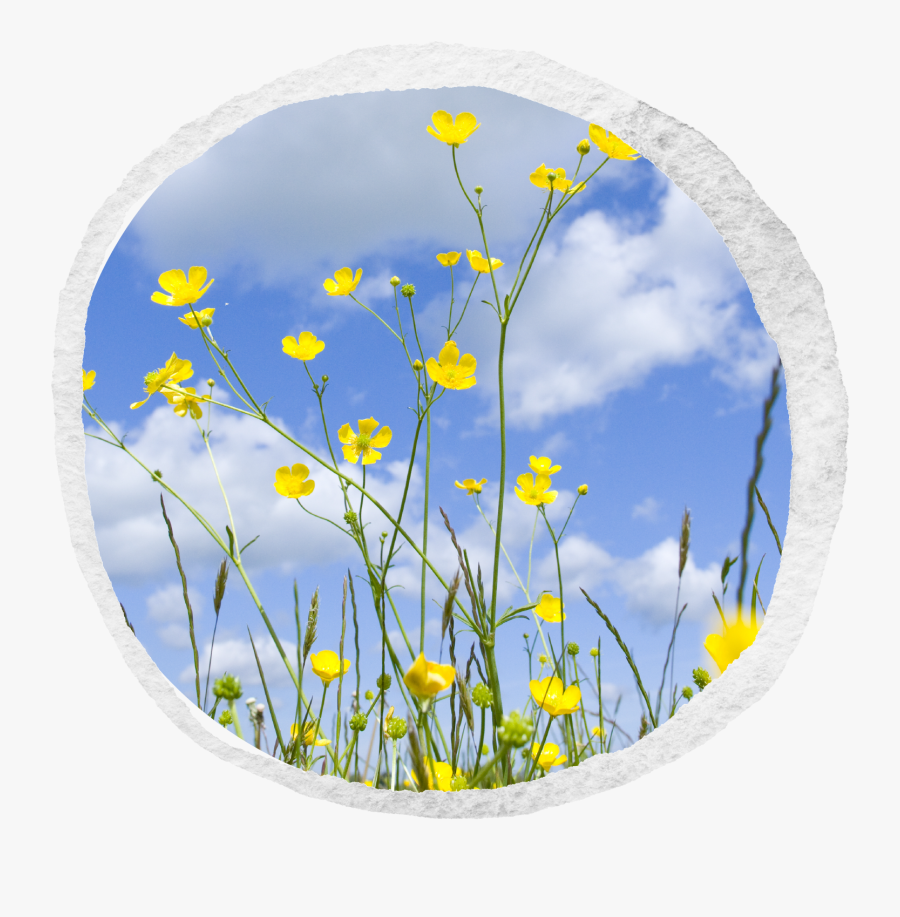 Transparent Buttercup Flower Png - Buttercup, Transparent Clipart