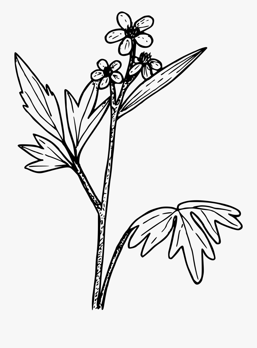 Wood Buttercup Clip Arts - Illustration, Transparent Clipart