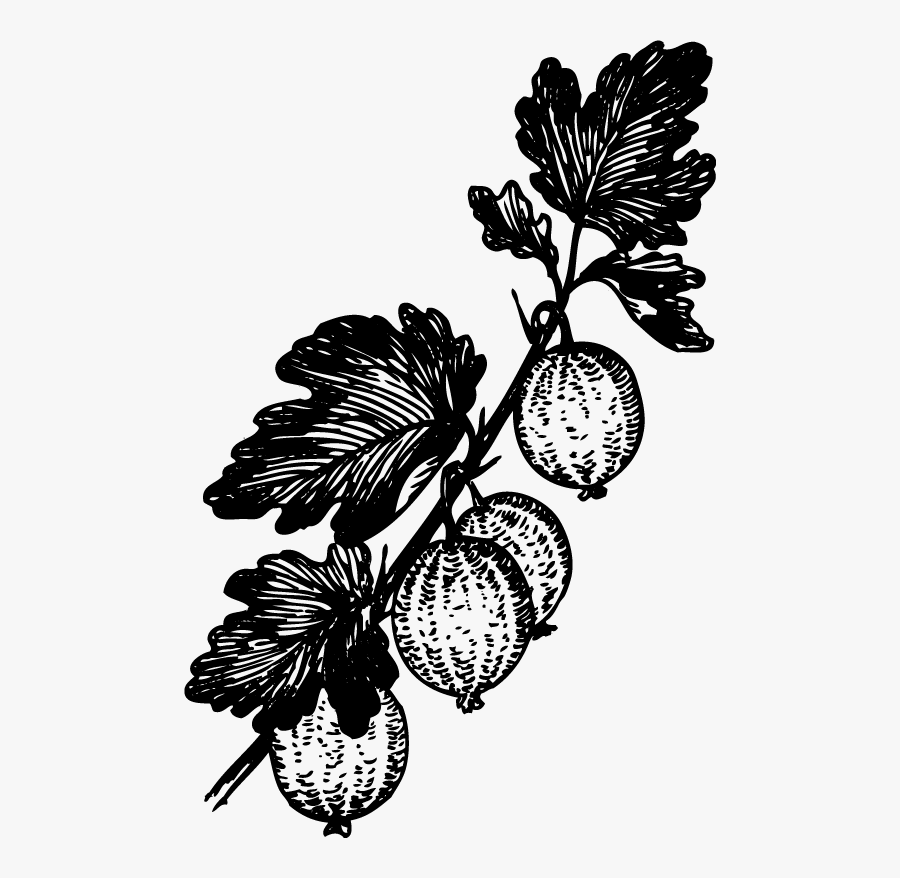 Gooseberry Black And White, Transparent Clipart