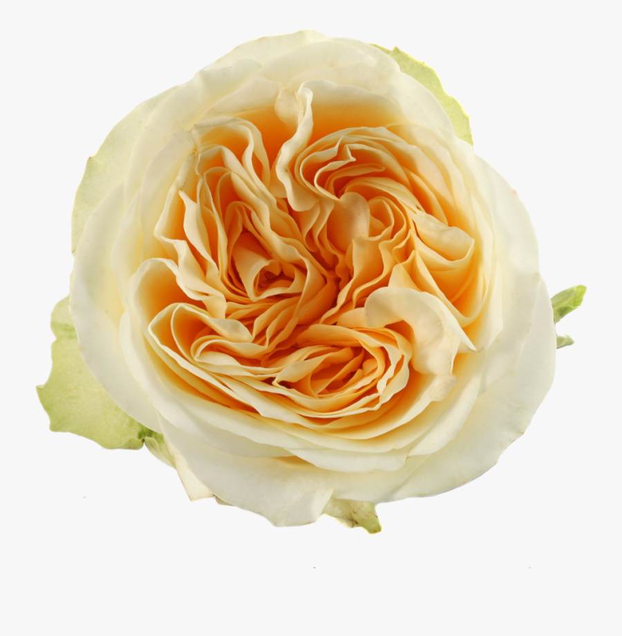 Rose Buttercup Qualirosa, Transparent Clipart
