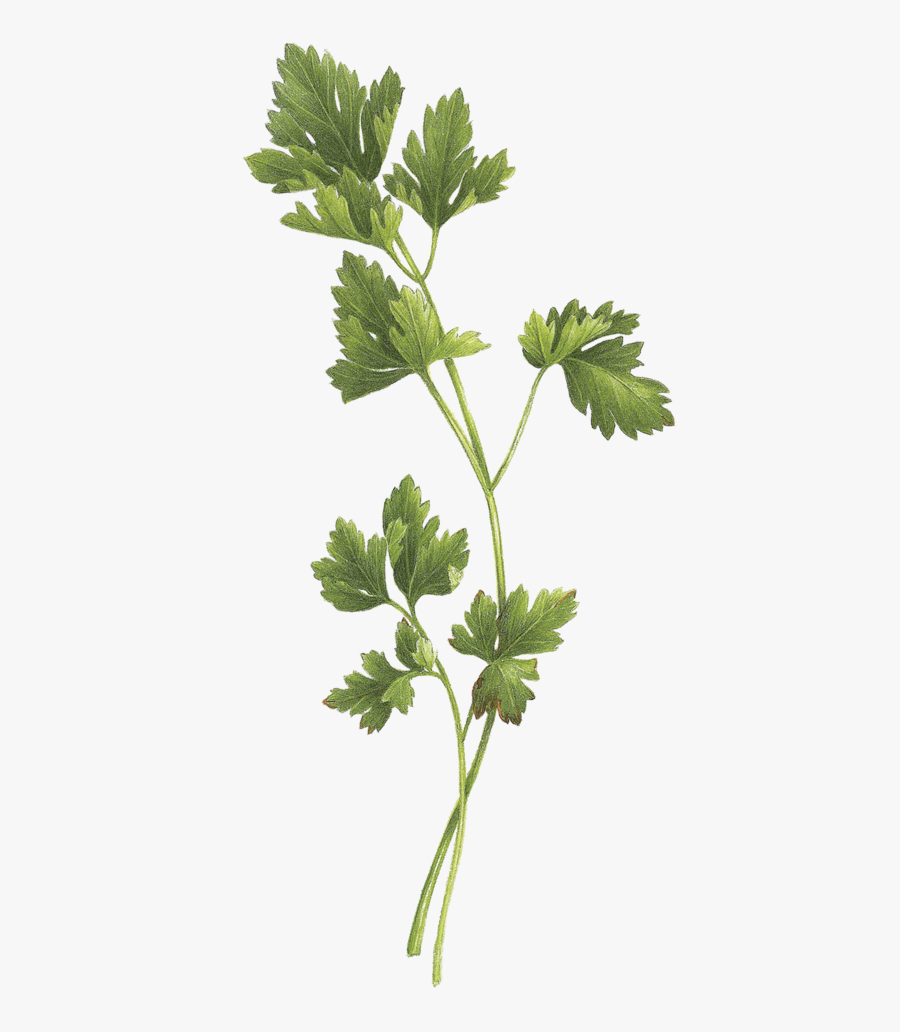 Parsley Tattoo, Transparent Clipart