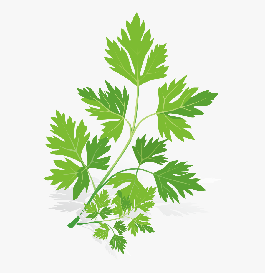 Black Vector Herb - Spices Vector, Transparent Clipart