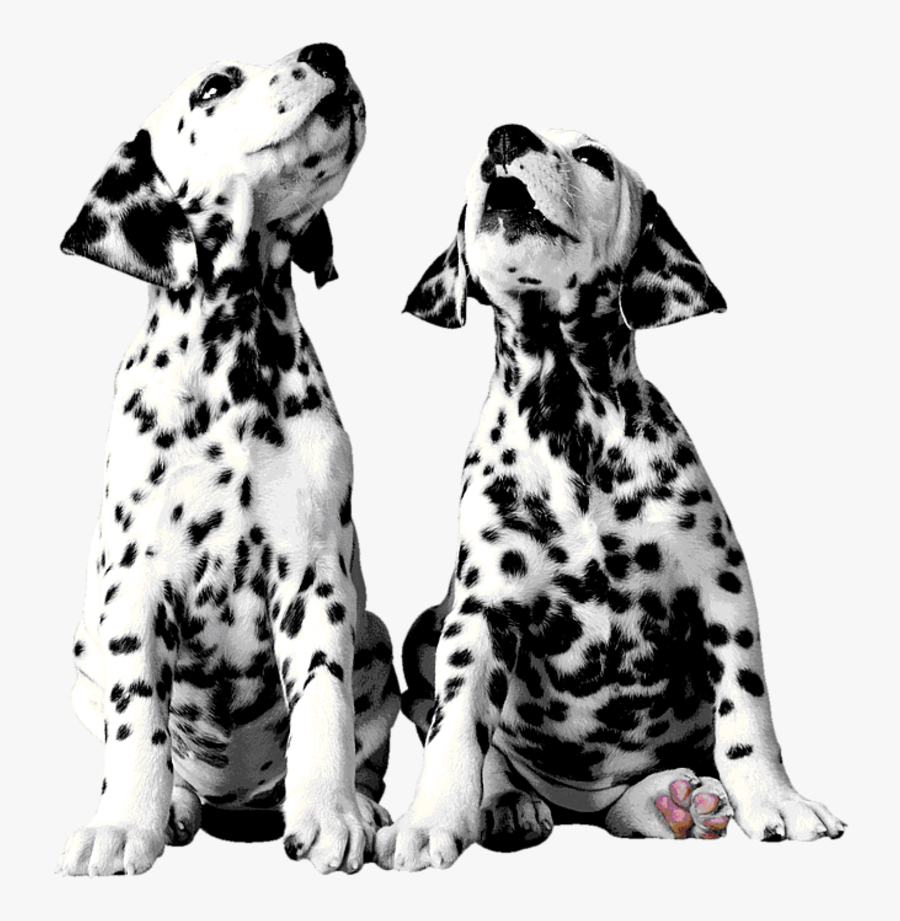 Dalmatian Dog Puppy The 101 Dalmatians Musical Pointer - Dalmatian, Transparent Clipart