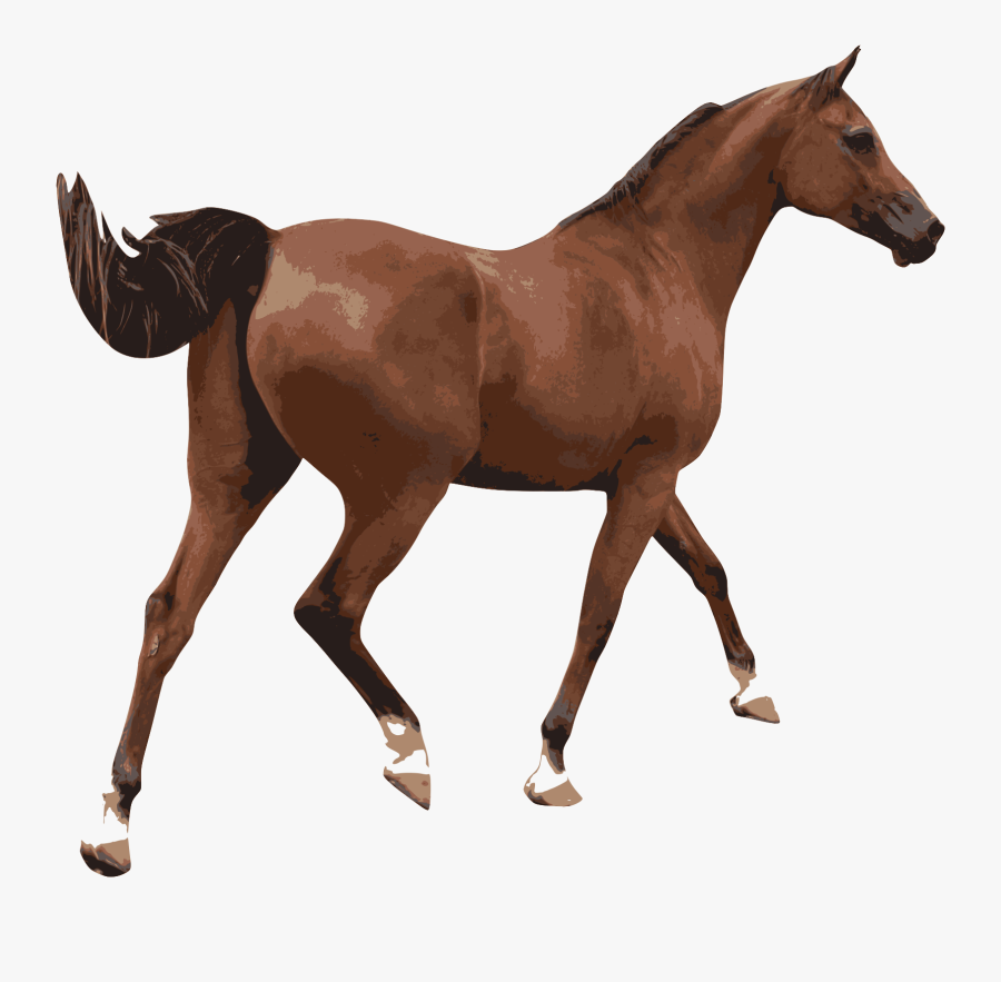 Foal,mare,horse - Flash Cards With Animals Spider, Transparent Clipart