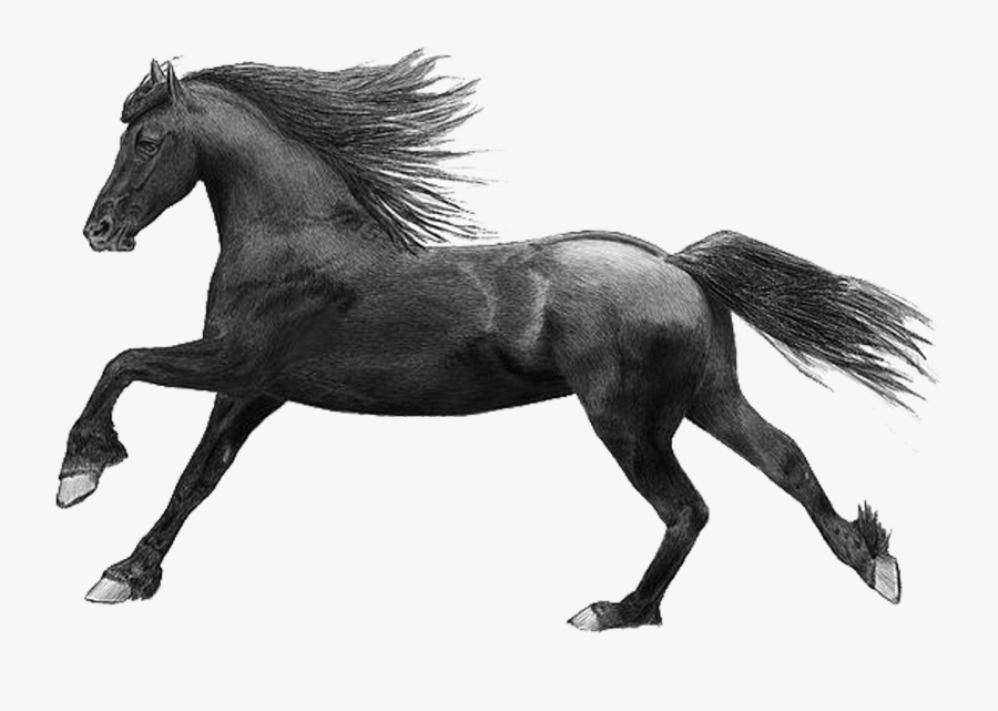 Black Horse With Transparent Background, Transparent Clipart