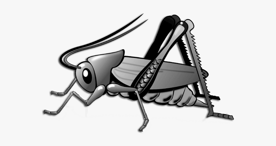 Uttarakhand Insects Cricket - Philippine Sailfin Lizard Food Web, Transparent Clipart