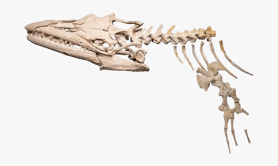 Sea Monster Png -a Skeleton Of A Mosasaur - Rib, Transparent Clipart