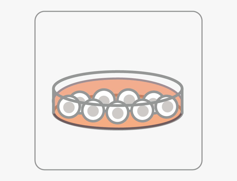 About Us Abm Inc - Cell Line Culture Plate, Transparent Clipart