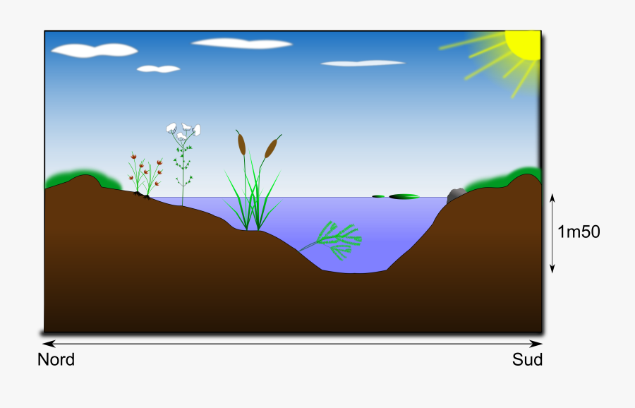 Schéma De La Mare, Transparent Clipart