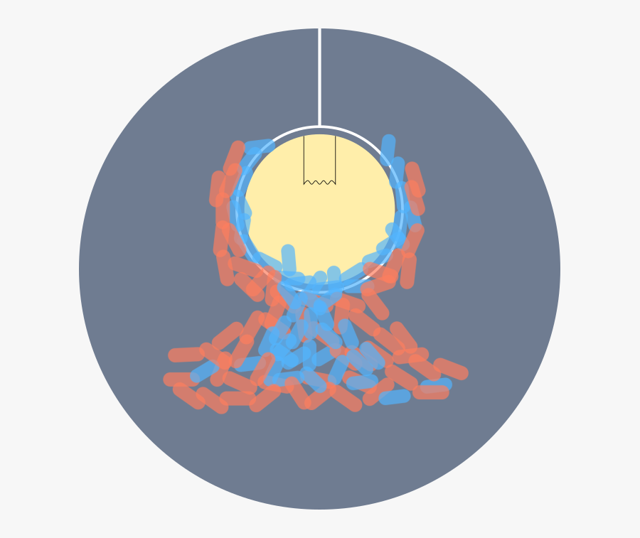 Circle, Transparent Clipart