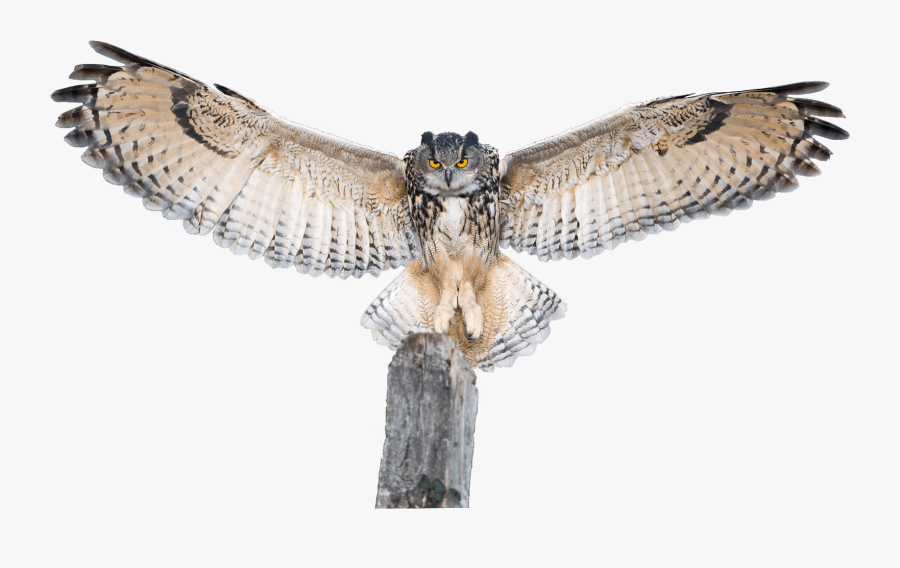 Clip Art Collection Of Free Transparent - Owl Drawing Wings Spread, Transparent Clipart