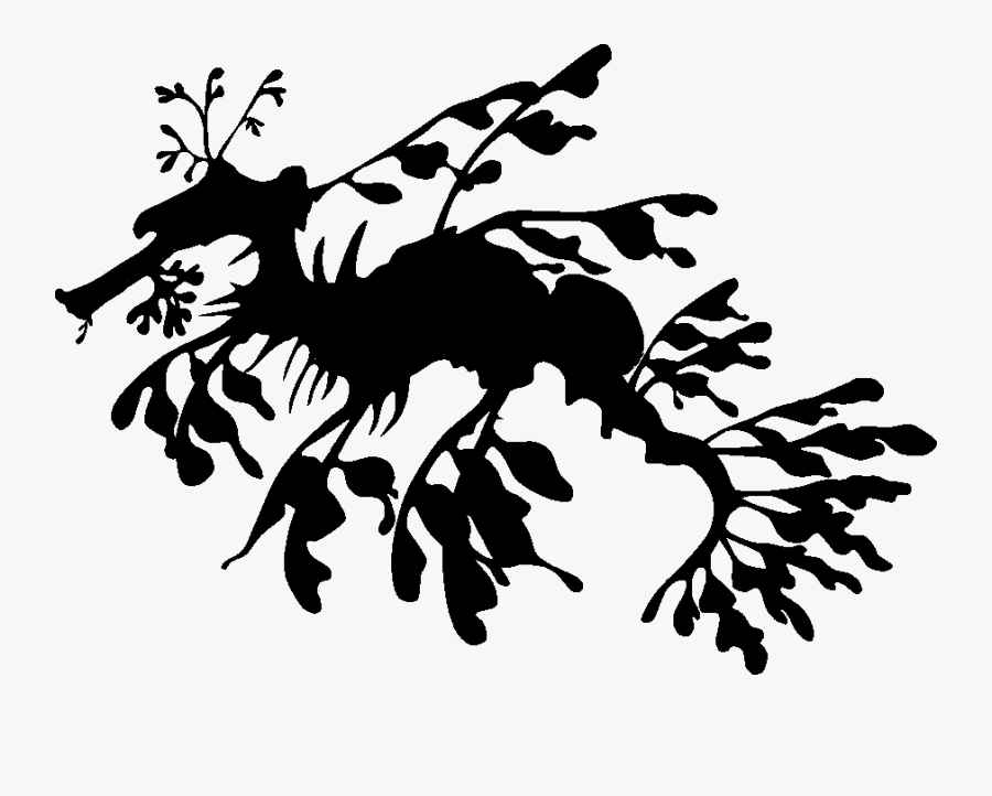 Terrarium Drawing Seaweed - Leafy Sea Dragon Drawing, Transparent Clipart