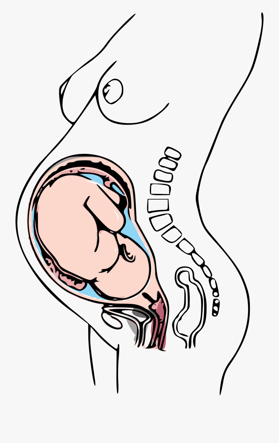 Third Trimester Pregnancy Clip Arts - Did You Give Birth, Transparent Clipart