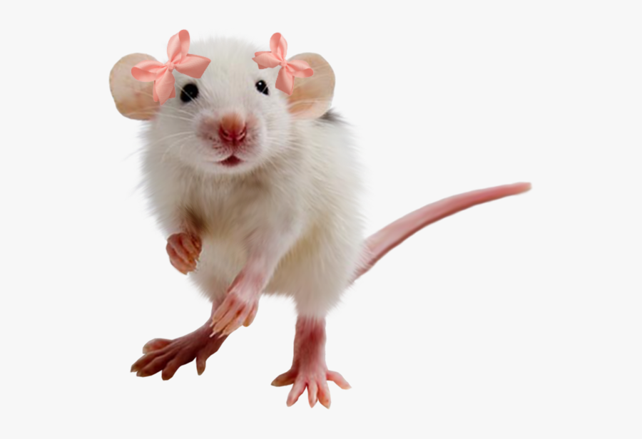 #cute #rat #freetoedit - Transparent Background Rats Png, Transparent Clipart