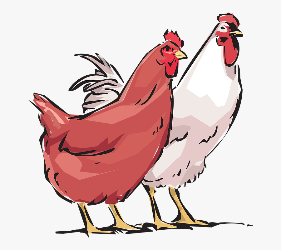Hen, Cock, Animals, Farm - Hens Clipart, Transparent Clipart