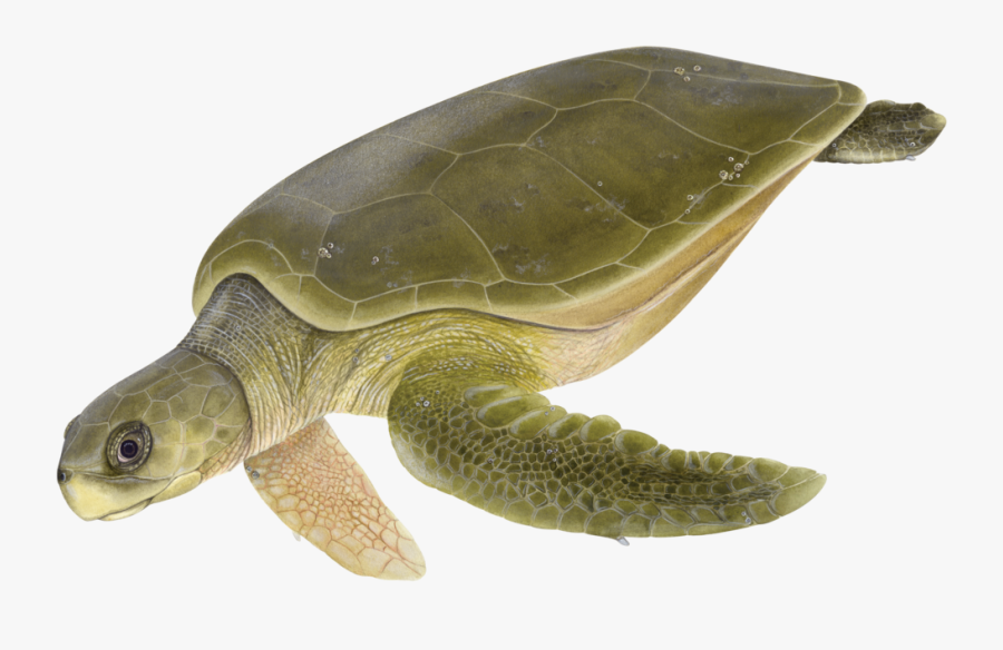 Australian Drawing Sea Turtle - Natator Depressus Png, Transparent Clipart
