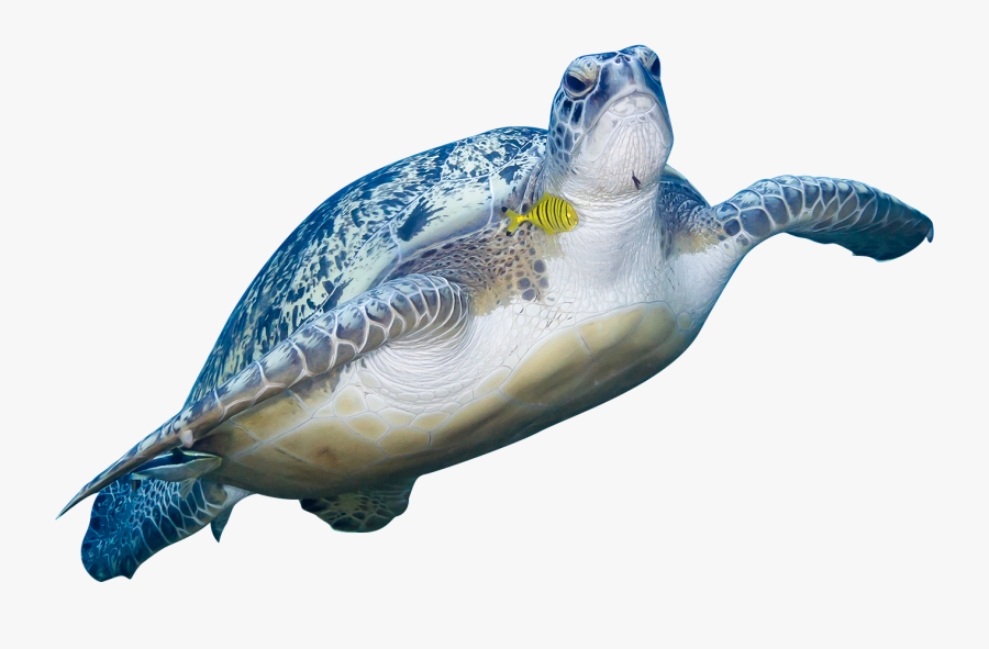Transparent Sea Turtle, Transparent Clipart