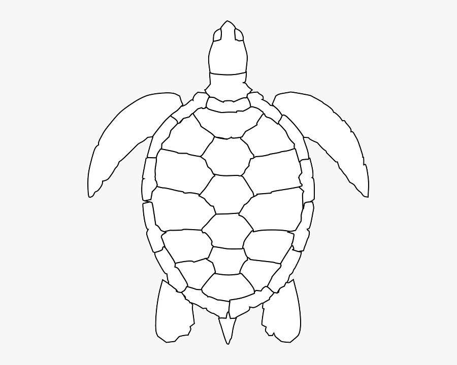 Olive Ridley Sea Turtle Drawings , Free Transparent Clipart - ClipartKey