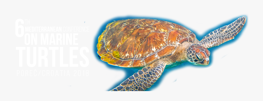 Clip Art Conference Marine - Turtle Scientific No Background, Transparent Clipart