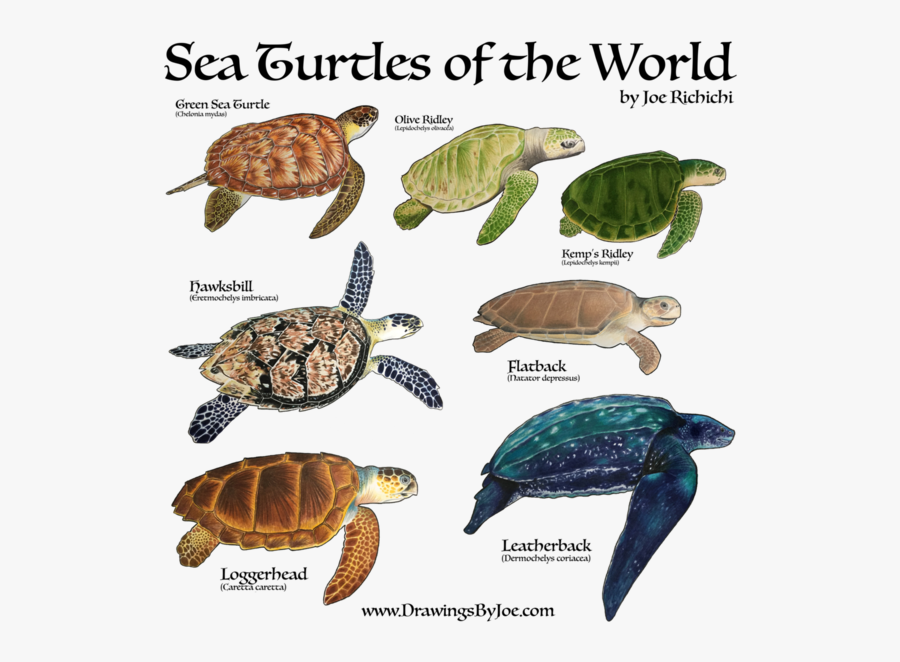 Amphibians Drawing Sea Turtle - Sea Turtles Of The World Sweatshirt, Transparent Clipart