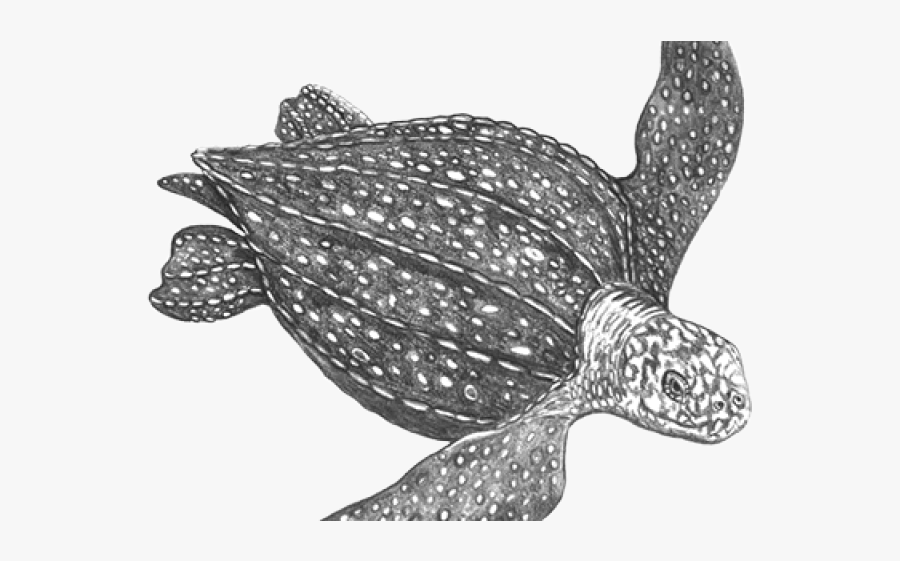 Leatherback Sea Turtle Png, Transparent Clipart