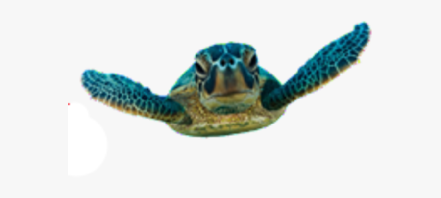 Green Sea Turtle - Baby Sea Turtle Png, Transparent Clipart